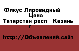 Фикус Лировидный (Lyrata). › Цена ­ 400 - Татарстан респ., Казань г.  »    